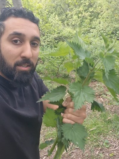 Most people don't know about the amazing health benefits that this plant holds. today I'm showing you how to turn stinging nettles into a delicious stinging nettles tea which will work wonders for your health. it's packed full of vitamins A, C and K which support your vision, immune system and bone health. it also contains iron, calcium, magnesium and potassium! #nettle #tea #plant #naturalremedy #herbalmedicine