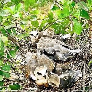 4.2K views · 109 reactions | The Chicks Take Turns Swallowing Mouse Head But Can not Swallow | Review Bird Nest | Facebook