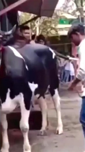 funny 🤣 #shortfeed #vuralshort #motivation #studyroutine #studytips #grader #upsc #ssc #reet #bstc