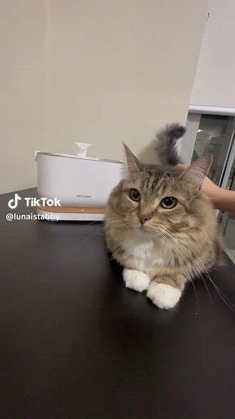 Engine check? Just my Car purring by his Petlibro Dockstream Smart Fountain! The app tracks his drinking habits and sends me alerts when the fountain runs low. Never let your purr machine run dry! 🐱 Check the link in my bio to grab yours now! @Petlibro #petlibro