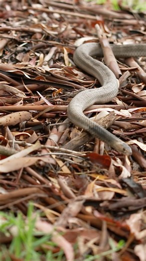 Do you have a snake bite plan?  Having a snake bite plan is critical. Ask yourself these 3 questions:樂 Do I have the right gear?路 Do I know how to use it?盧Do I have a reliable form of communication? If your answer is no to any of these questions, comment below ⬇️ and we’ll help you form a plan. #SnakeBite #SnakeBiteKit #SafeWithSurvival #SnakeBiteAwareness | Survival | Facebook