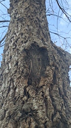 Large wound in the tree trunk #sign of internal decay