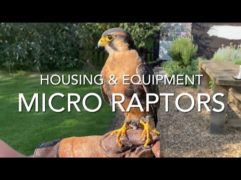 FALCONRY: Micro Raptors; housing and furniture