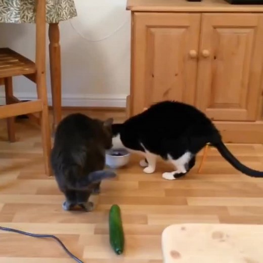 cat cucumber= ⚠️ #cat #goofy #cucumber