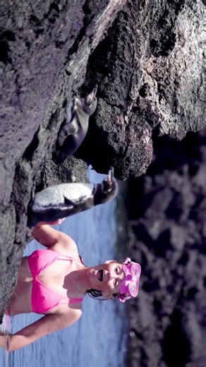 Rare Galápagos Penguin: Wildlife Conservation Efforts