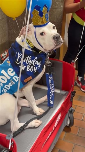 Cole, who understands American Sign Language, turned 9 years old and the elementary school threw a big party to celebrate. ❤️ Happy birthday, Cole! 📹: @colethedeafdog | Today Show