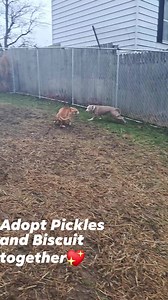 27K views · 114 reactions | Pickles and Biscuit are best friends at the rescue. We would love for them to get adopted together, they do everything together. Call Toni at 412-651-5613 with questions. Pet Adoption League , New Stanton, Pa. | Pet Adoption League | Facebook