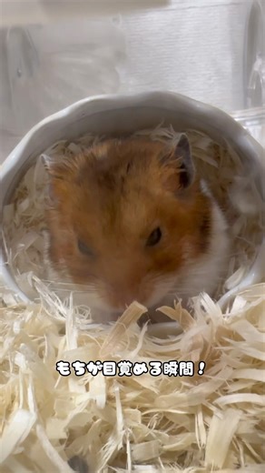 もちの目が覚める瞬間！ #ハムスター #ゴールデンハムスター #shorts