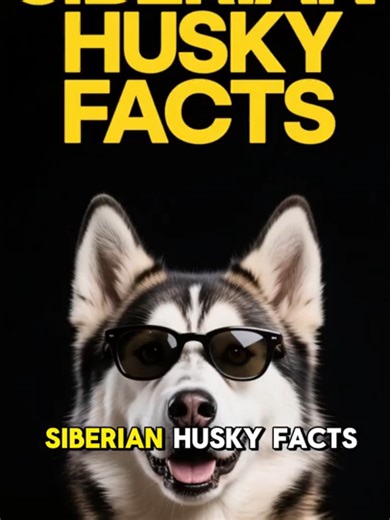HUSKY FACTS 101 ✅ Top Siberian Husky Fun Dog Breed Information & Training Tips You Need to Know! #SiberianHuskyLife #SiberianHusky #SiberianHuskyPuppy #SiberianHuskyLovers #SiberianHuskyTraining