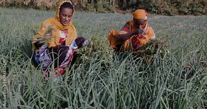 Zoom in. Small scale Black African female farmers weeding amongst crops on a farm in Senegal, Sahel region. Drought, Climate Change, Desertification