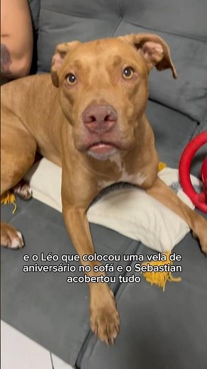 QUEM TEM UM SEBASTIAN TEM TUDO 🤝🏻 #pitbull #cachorros #humor #pets #comedia #animais