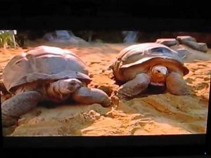 Dude, Where's My Car (2001) VHS Previews