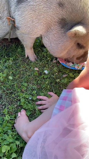 12 reactions | Georgie loving his birthday treat. He only works for cake and ice cream and cookies and fruit and pasta and okay just about anything lol | Quack A Doodle Doo Mobile Petting Zoo | Facebook