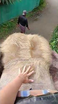 Delightful white elephant riding experience ❤️