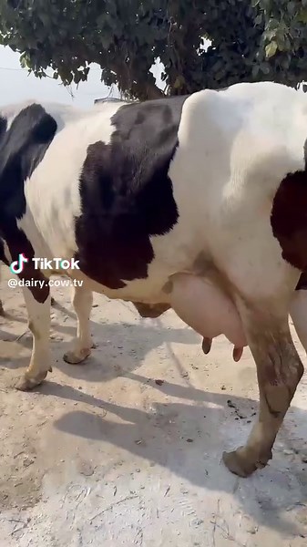 #cow #dairyfarm #dairy_farming #modern_dairy_farming #modern_agriculture #agricultural_machines #amazing_technology #advance_technology #modern_technolog