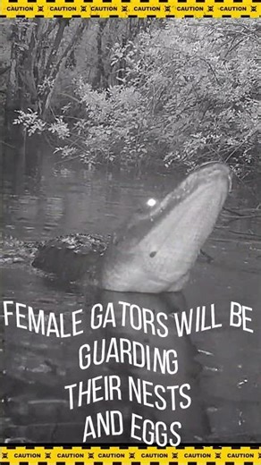 Alligator Mating Season - Waterdance & Bellowing