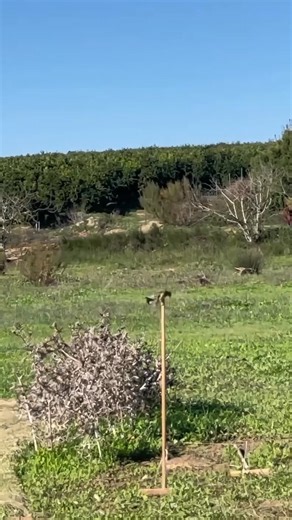 How to attract a goldfinch to a net 🌿🐦👍 #Goldfinch #GoldfinchHunting #Nature #Singing | Wild Bird Beauty