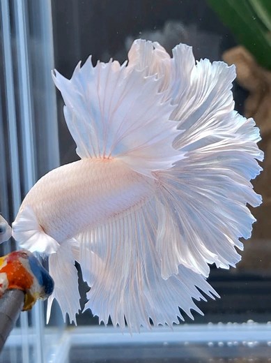 White Rosetail Halfmoon Betta Fish Showcase