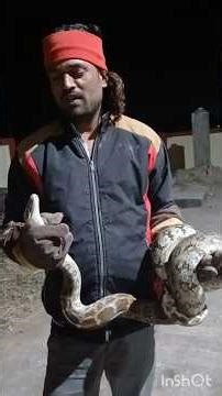 दुनिया का सबसे डेंजर पाइथन