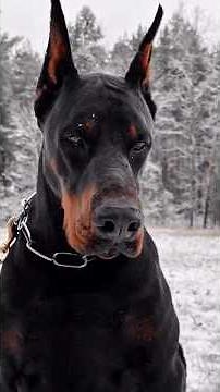 The Doberman is no ordinary dog 🔥 #curiosities #animals #pets