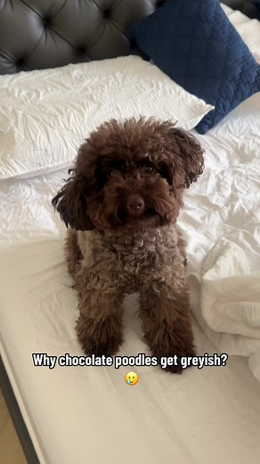 Why Chocolate Poodles Get Greyish?