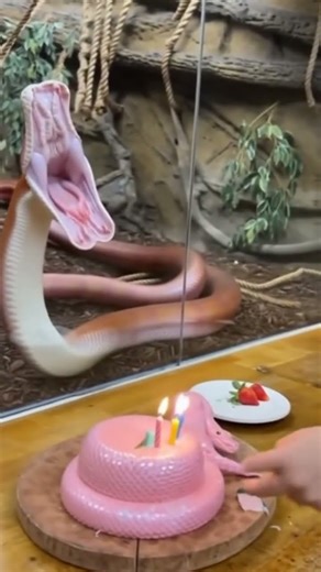 The Zookeeper’s Cake Cut Triggered a Wild Python Reaction #shorts
