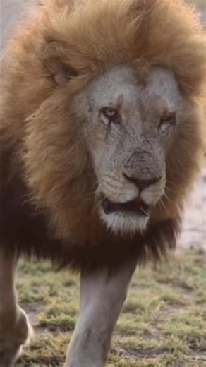 It’s The Power Within Plains Camp Lions