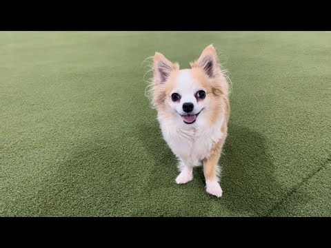 Chihuahua Agility Practice with Bella!