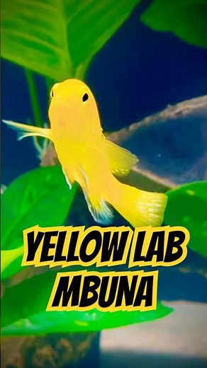 Labidochromis Caeruleus aka Yellow Lab Mbuna #africancichlids #fishtank #fishkeeping #quarium