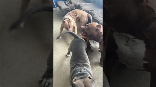 Pit bull "Hulk" teaches discipline to his youngest son