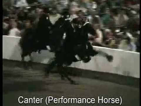 Tennessee Walking Horse - Performance Horse Canter