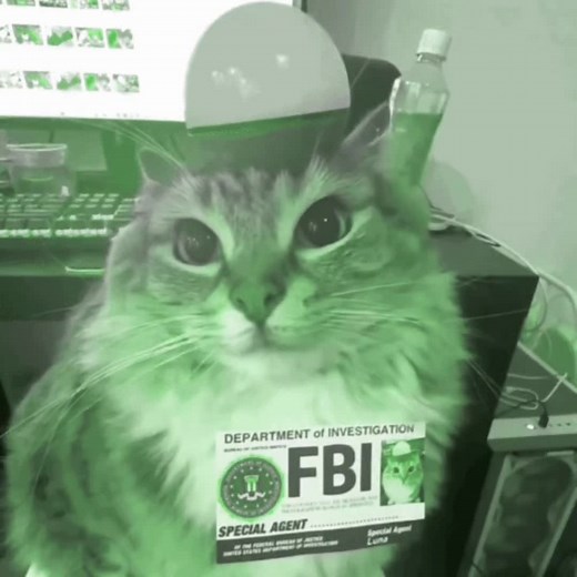 Understanding Special Needs Cats: A Creature Feature