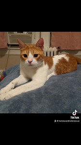 26K views · 8.2K reactions | *** Alex got adopted. Yay Meet Alex!...