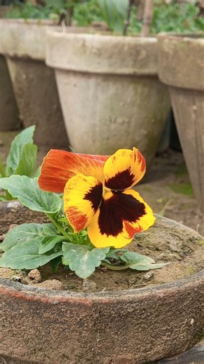 Beautiful flower#flowers #flowergarden #shorts