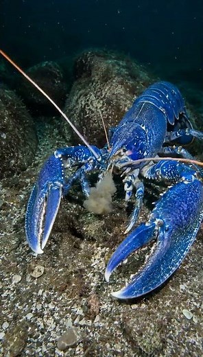 🦞 GUESS WHY THIS LOBSTER IS BRIGHT BLUE? 🤔 #marinebiology #octopus #naturefacts #jellyfish #wildlife