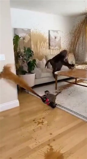 A Baby monkey joking with a Cola bottle mentos