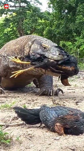 OMG 😨 😨 Look How Komodo Dragon Swallows Chicken #komodo #shorts