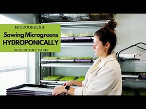 My Process of Planting Hydroponic Microgreens | Microgreens Business