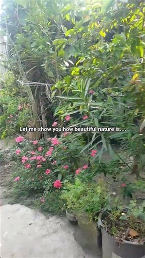#idkwhattoputhere #naturelovers #amnewbutnottheleast #nature #green #beautifulnature
