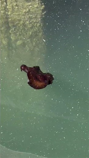 Sea slug. #fishing #lake #ocean #northsea