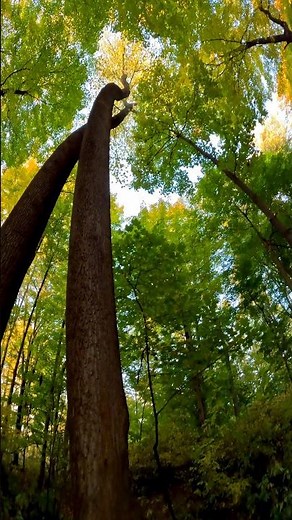 Tulip Poplar Portal • Woodland Gateway • [BIG TREES]