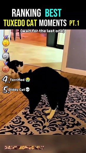 1 Deserved An Oscar😂 |Tuxedo Cats PT.1