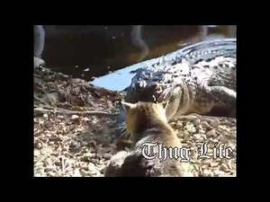 THUG LIFE Cat Slaps Alligator