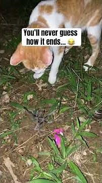 Cat Fights Tarantula And Loses #animals