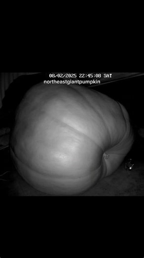 1 - 1200 lbs in 2 months 🎃🕐 #giantpumpkin #timelapse #gardening #pumpkin #halloween | northeastgiantpumpkin