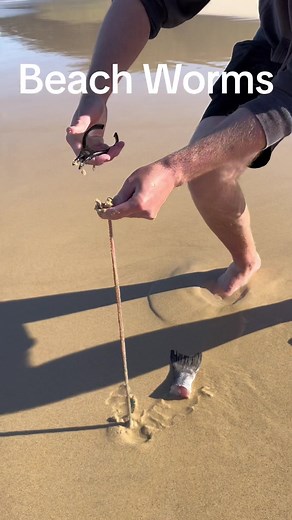 Beach Worms #fyp #foryou #spongebob #fy #beach #beachworms #foryoupage #fypシ #australia #monster #tiktok #viral #scary #scarytiktoks #alaskanbullworm #creature #you #fishing
