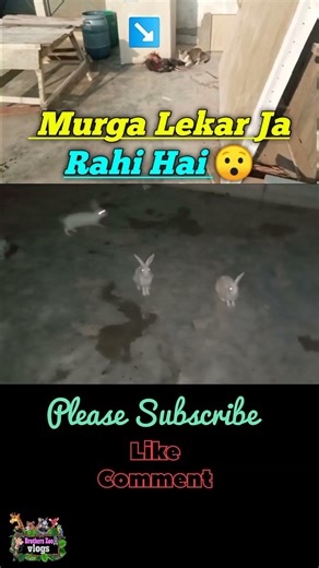Cat 🐈 Attack 😯 | Brothers Zoo Vlogs | #01#shorts #ytshort #birds #pets #shortvideo