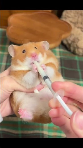 This is the goat milk powder that Mouse loves to drink so much Only single-digit numbers#G