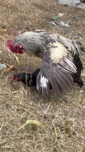 Breeding guide #aseel #chicken #aseelmurga #shorts