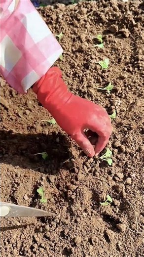 Real Strength 💪 | Natural Life 🌱#vegio #farming